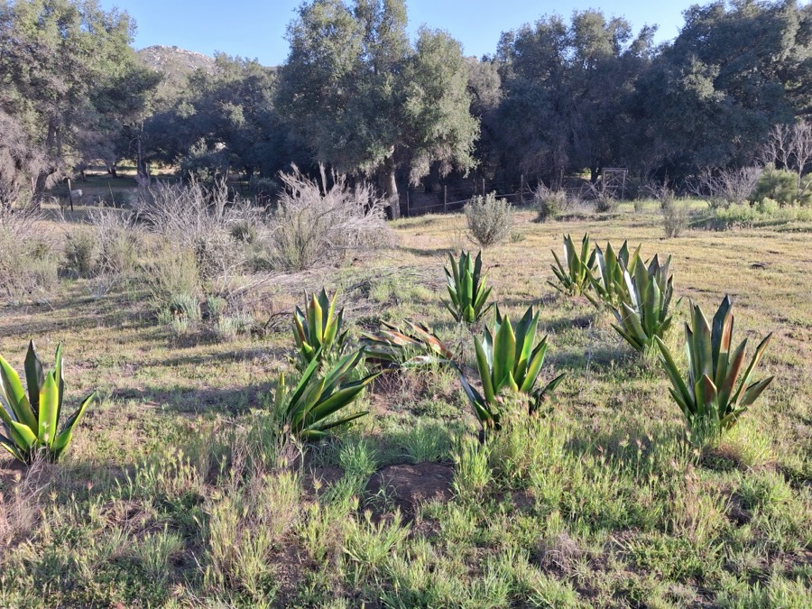 Agaves en el campo, con encinos al fondo.