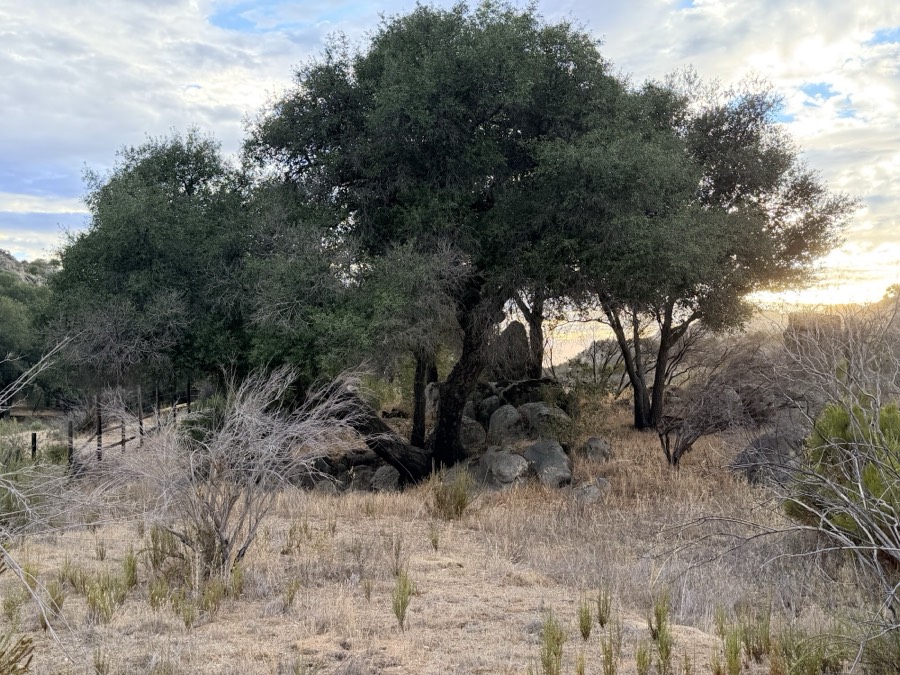 Encinos y matorral seco con la luz de la tarde.